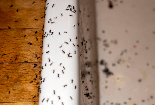 Best Residential Pest Control  in Marriott Slaterville, UT